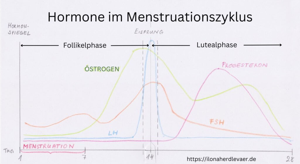 Hormone im Menstruationszyklus